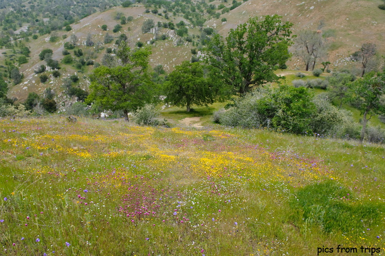 wildflowers in bloom2010d11c052.jpg